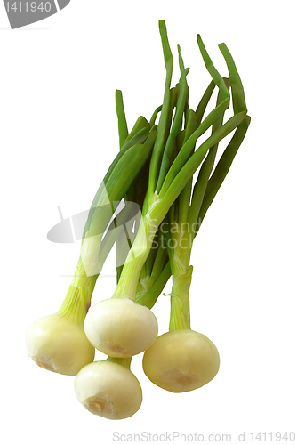 Image of Chives.