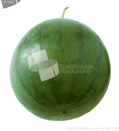 Image of Watermelon.