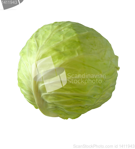 Image of Cabbage.