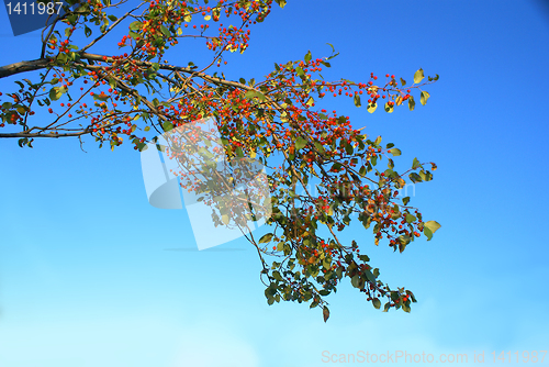 Image of Small fruits.