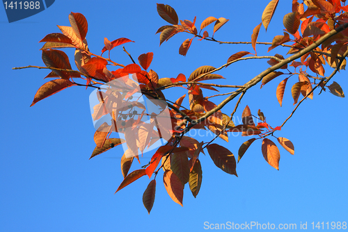 Image of Autumn.