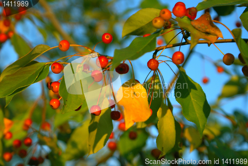 Image of Small fruits.