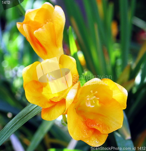 Image of Yellow Beauties