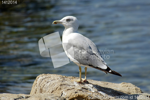 Image of Seagull