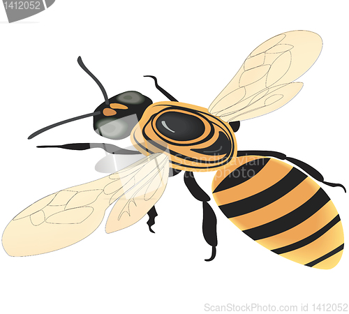 Image of Bee. 