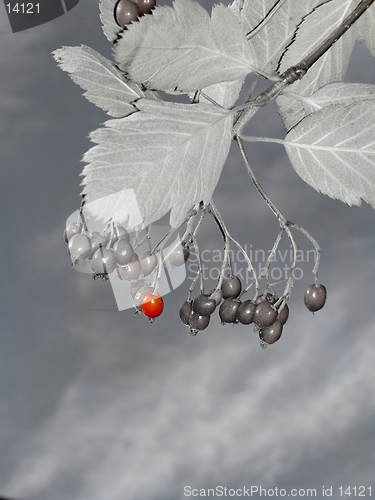 Image of red rowanberry on grey background