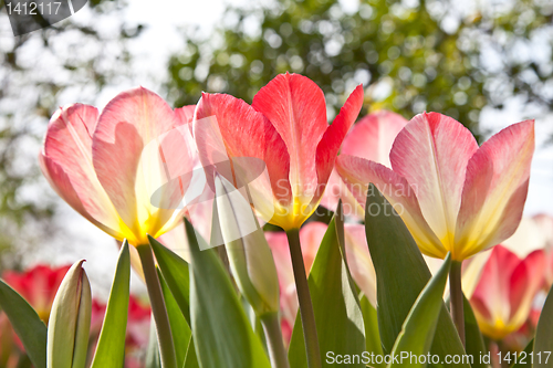 Image of Tulips  