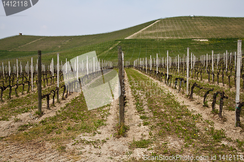 Image of Barbera vineyard - Italy