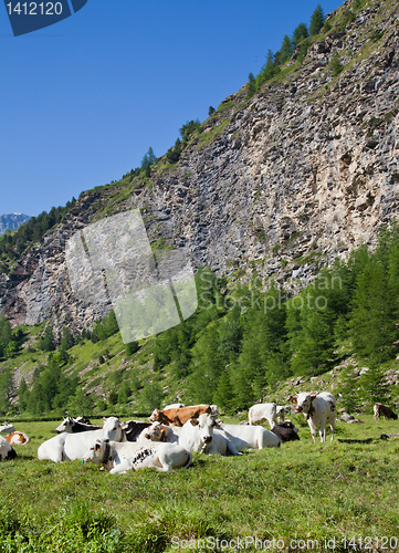 Image of Cows and Italian Alps