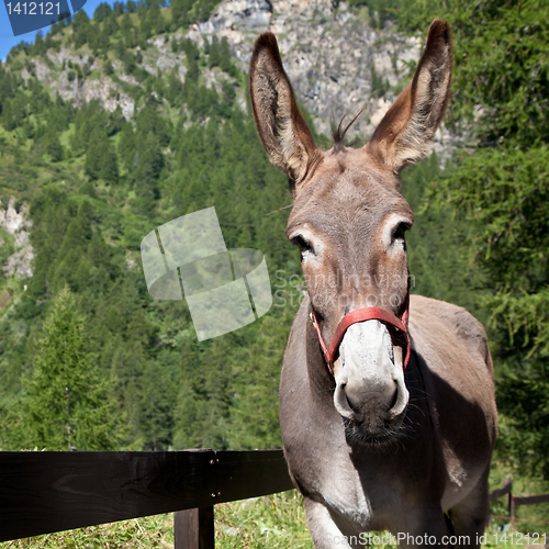 Image of Donkey close up