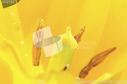 Image of  tulip close up