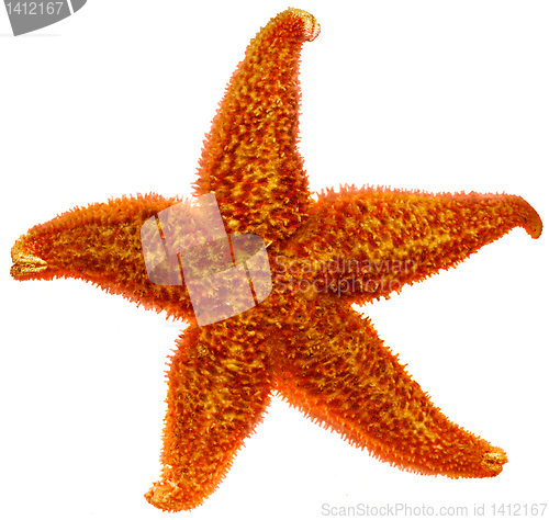 Image of red starfish close up