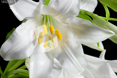 Image of lily on black