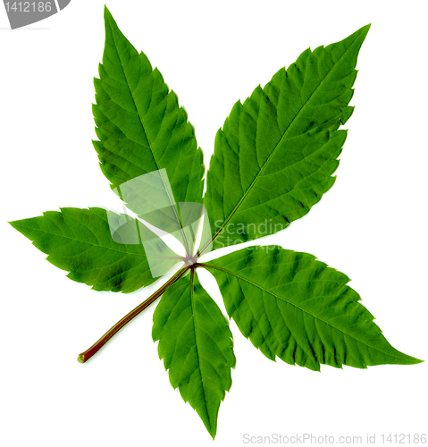 Image of  leaf of tree isolated