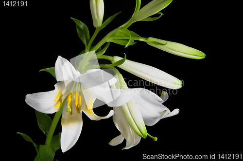 Image of lily on black