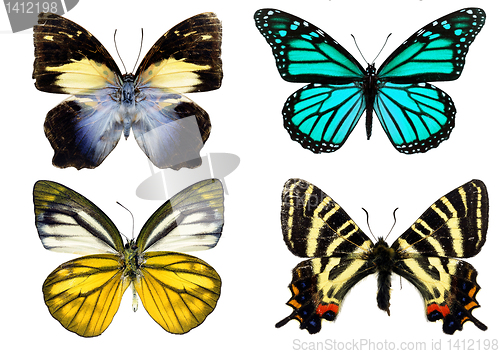 Image of Some various butterflies isolated on white