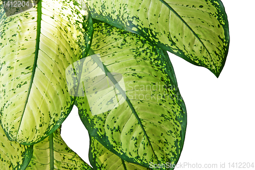 Image of dieffenbachia leafs