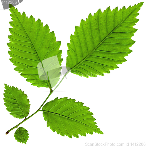 Image of  leaf isolated