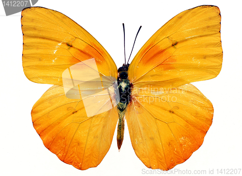 Image of butterfly isolated    