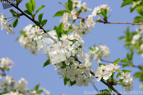 Image of Flowering branch of cherry 