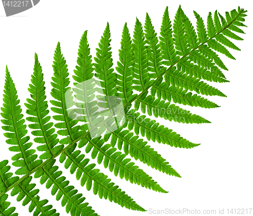 Image of leaf  fern isolated close up 