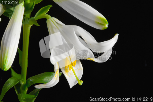 Image of lily on black