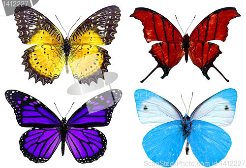 Image of Some various butterflies isolated on white