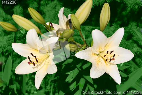 Image of lilys in garden