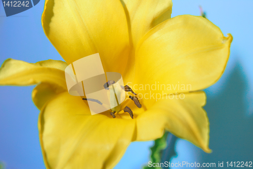 Image of flower tulip close up