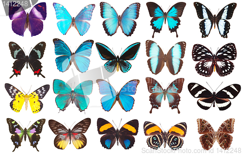 Image of collection of butterflies isolated on white