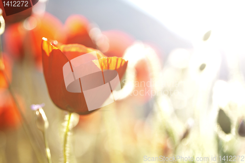 Image of poppies in the sun