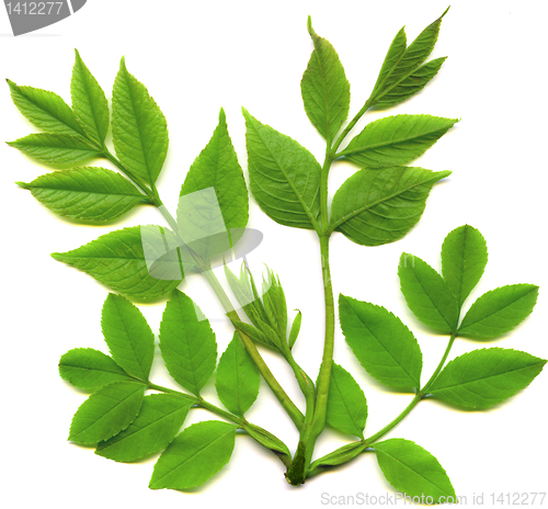 Image of green  leafs of tree isolated