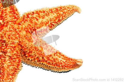 Image of red starfish 