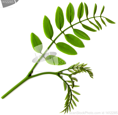 Image of leaf of  acacia