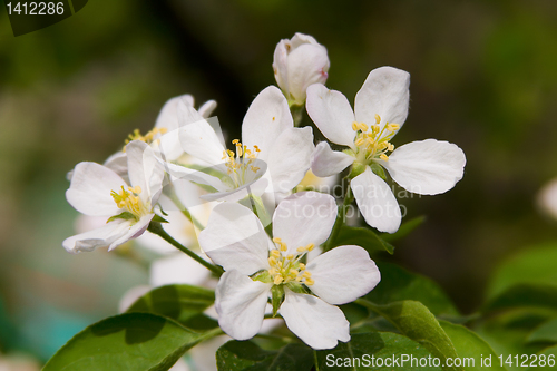 Image of cherry blossoms