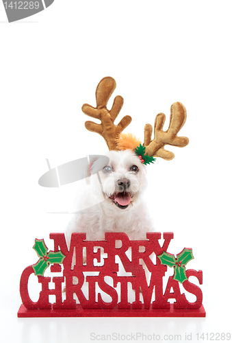 Image of Pet with reindeer antlers and Merry Christmas message