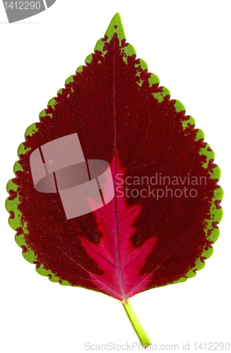 Image of red  leaf of  houseplant