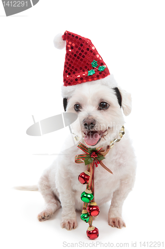 Image of Christmas dog with jingle bells