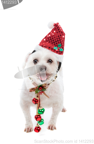 Image of Festive Christmas puppy with jingle bells