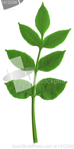 Image of green leafs isolated on white