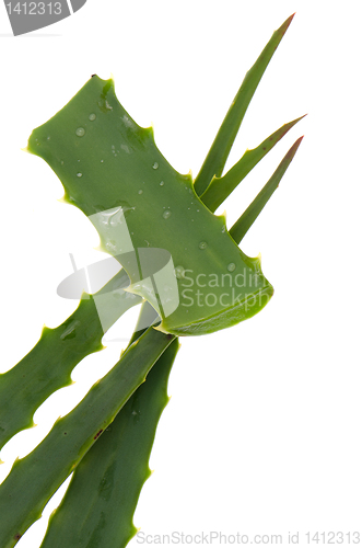 Image of Aloe 