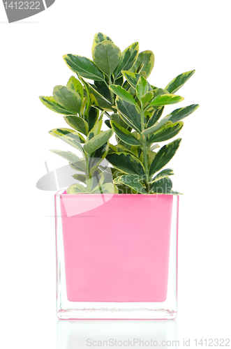 Image of Houseplant