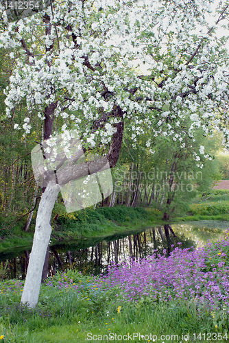 Image of Blooming apple tree 