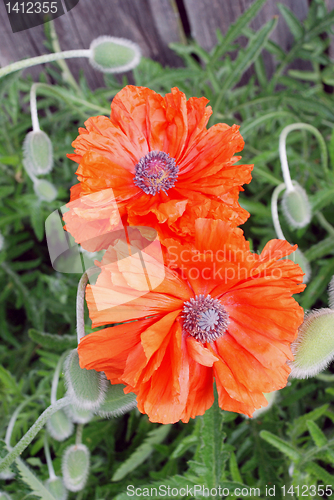 Image of Red poppy with many buttons 