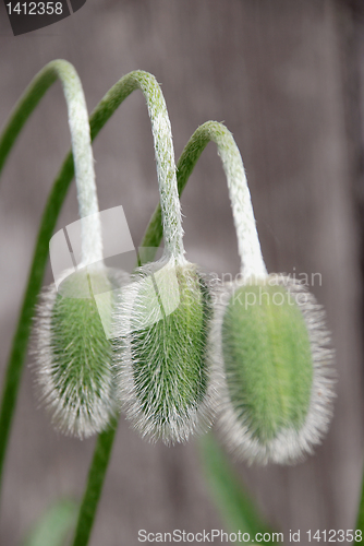 Image of Three red poppy buttons 