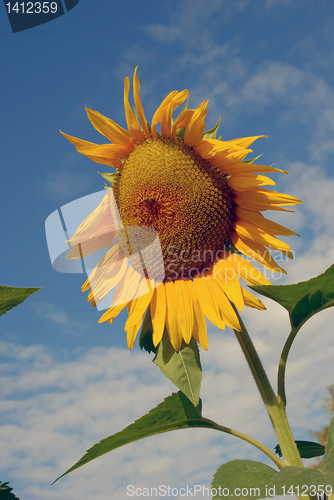 Image of Ripe sunflower 