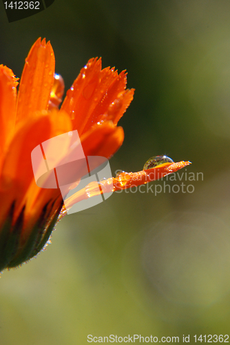 Image of Dewdrops on marigold 