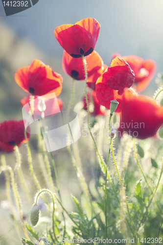 Image of poppies