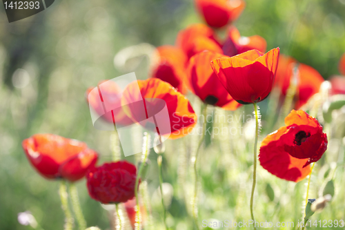 Image of poppies