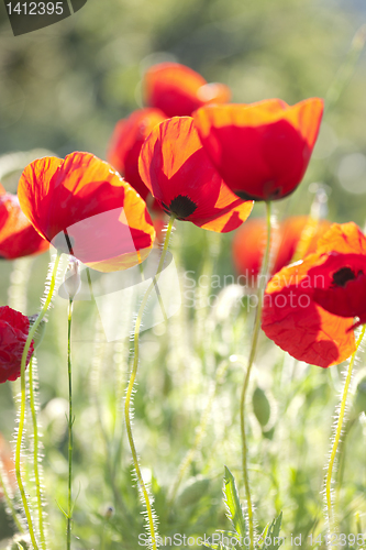 Image of poppies